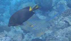 Stellate rabbitfish and bluespotted ribbontail ray